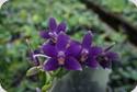 Phal. Lioulin Blue Bunny